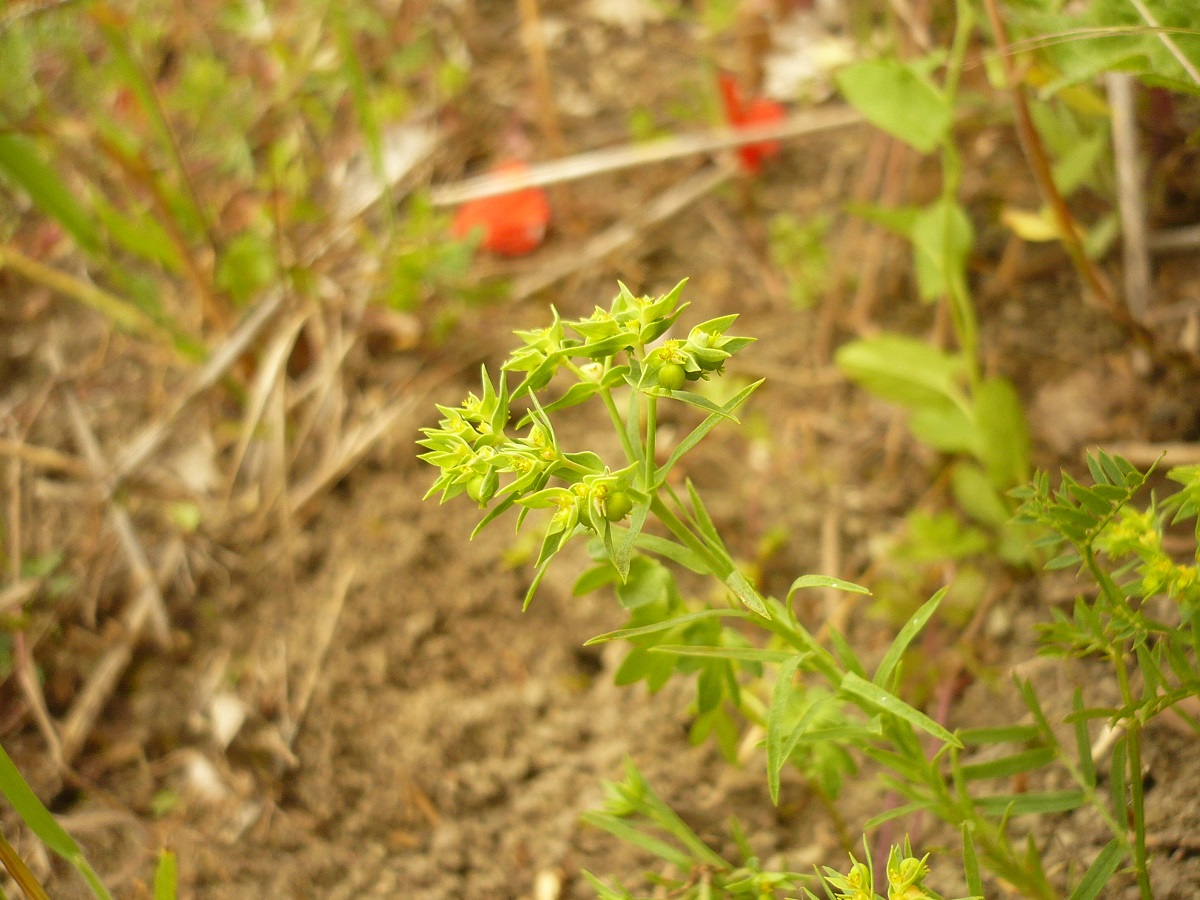 Euphorbia exigua (Euphorbiaceae)